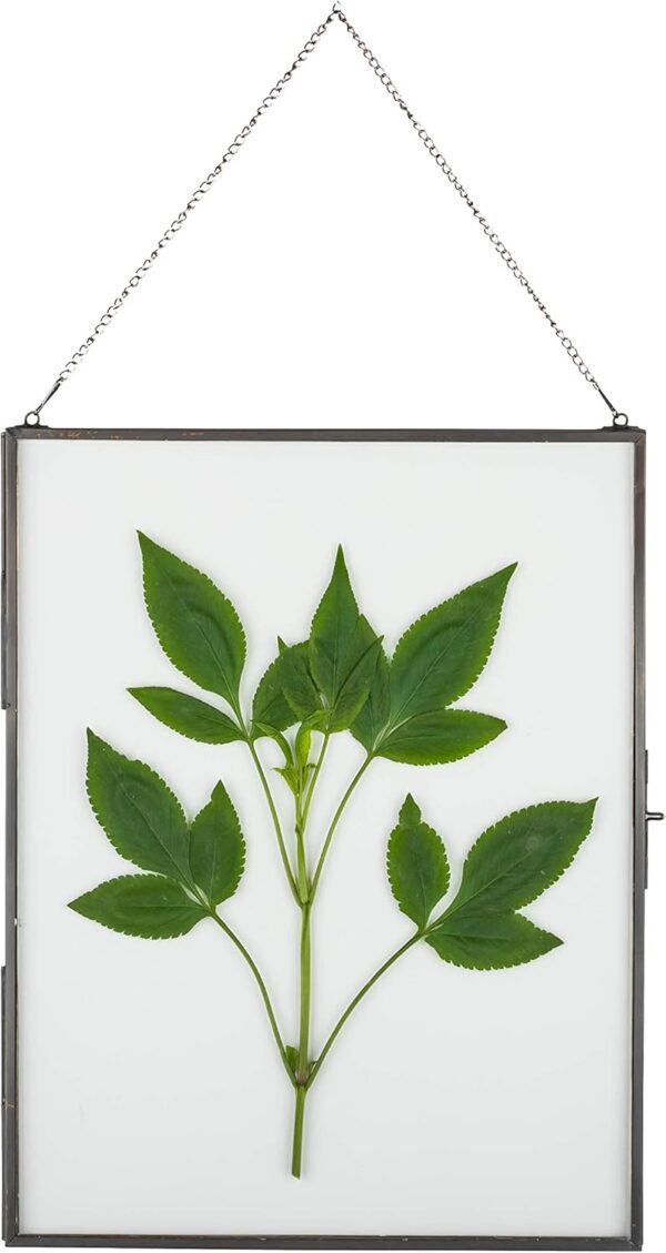 Hanging 8" x10" Black Glass Floating Frame for Pressed Dried Flower, Certificate, Photo, Picture - Modern Home Indoor Wall Vertical Decor, Plant Specimen Clip (Glass Frame Only)