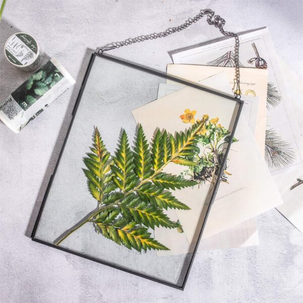 Hanging 8" x10" Black Glass Floating Frame for Pressed Dried Flower, Certificate, Photo, Picture - Modern Home Indoor Wall Vertical Decor, Plant Specimen Clip (Glass Frame Only) - Image 2